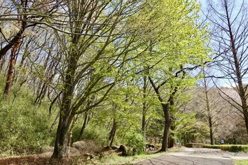 桜ヶ丘公園の新緑