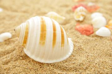 seashells on the sands
