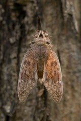 Fototapeta premium Cicada,insect.