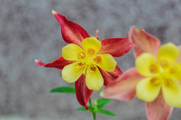 Beautiful yellow-red columbines in focus on a blurred grey