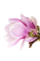 Pink flower of magnolia isolated on white  background.