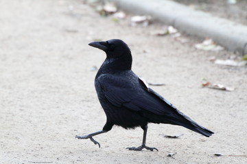 ハシボソガラス