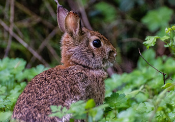 Rabbit on Watch