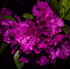 Rhododendron with Rain Drops
