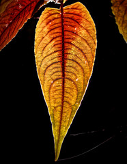 Backlit leaf