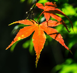 Maple in LIght