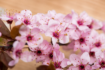 branch cherry blossoms closeup