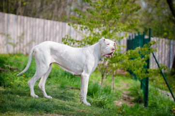 White great dane portrait