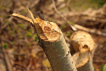 A tree stump recently chewed by a beaver.