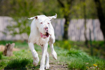 White great dane portrait