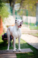 White great dane portrait
