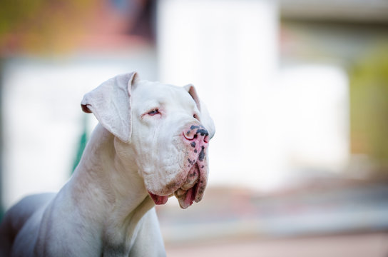Pure white hotsell great dane