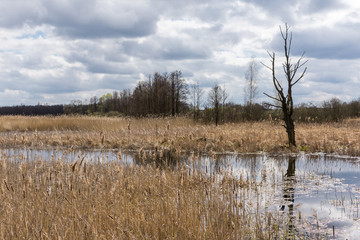 Fish pond in the spring in the middle of April. Yellow last year's reed on the shore. A withered tree in the background. Podlasie, Poland.