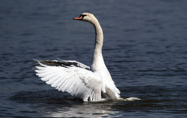 Fototapeta premium Angry wild swan splashing , mute swan spreads its wings on Danube river in Zemun, Belgrade, Serbia