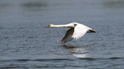Fototapeta na wymiar Mute Swan flying over the River Danube at Zemun in the Belgrade Serbia.