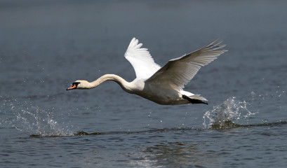 Mute Swan flying over the River Danube at Zemun in the Belgrade Serbia.