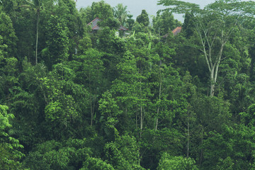 Fototapeta premium tropical forest view in Asian country , green nature texture, jungle view background