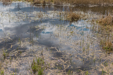 Fish pond in the spring in the middle of April. Yellow last year's reed on the shore. Clouds and blue sky are reflected in the water. Podlasie, Poland.