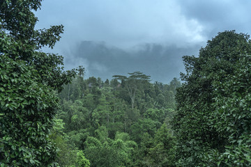 tropical forest view in Asian country , green nature texture, jungle view background