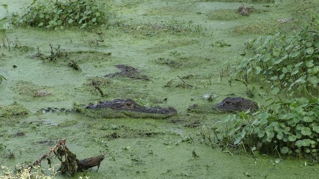 alligators mating behavior in the spring