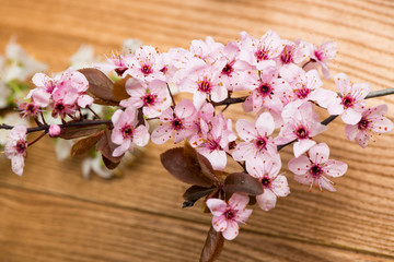 branch cherry blossoms on the table