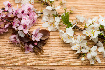 branch cherry blossoms on the table