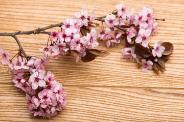 Obraz na płótnie Canvas branch cherry blossoms on the table