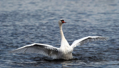 Naklejka premium Angry wild swan splashing , mute swan spreads its wings on Danube river in Zemun, Belgrade, Serbia.