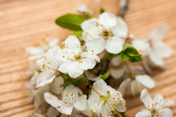 branch cherry blossoms on the table