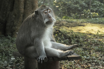 The Ubud Monkey Forest is a nature reserve and Hindu temple complex in Ubud, Bali, Indonesia.