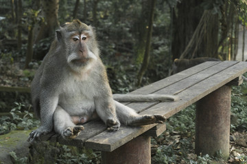 Naklejka na ściany i meble The Ubud Monkey Forest is a nature reserve and Hindu temple complex in Ubud, Bali, Indonesia.