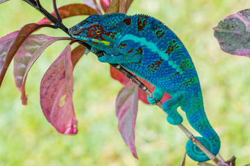 chameleon © veran