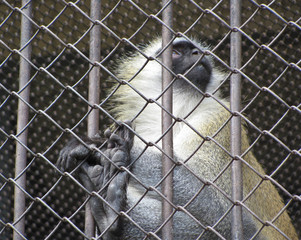 The monkey is behind bars