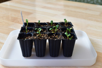 室内で撒いたダリアの発芽