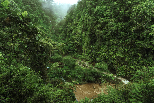 Fototapeta Tropical river with palm trees on both shores