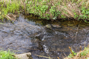 Fish pond in the spring in the middle of April. Green grass on the banks of the creek which flows into the pond. Podlasie, Poland.