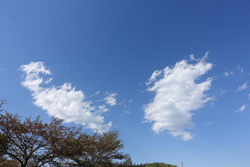 春の青空