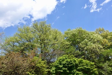 多摩の新緑