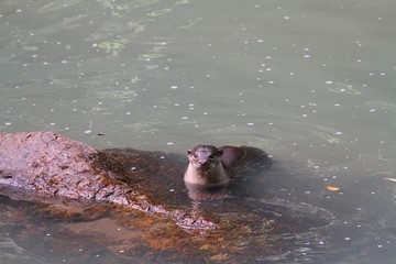 Oriental Small-Clawed Otter (Aonyx cinerea) in Borneo, Malaysia - コツメカワウソ