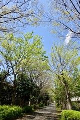 Obraz premium 多摩の新緑