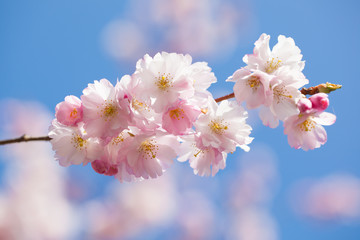 Cherry Blossom