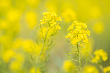河川敷の菜の花