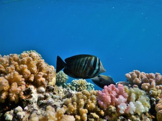 Fototapeta na wymiar Coral reef Egypt