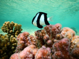 Banded dascyllus and Raspberry coral