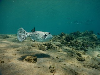 Blackspotted pufferfish © JirinaVFR