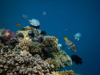 Fototapeta na wymiar Red Sea reef Al Nabila