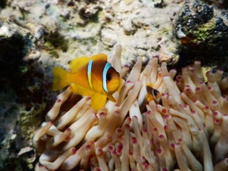 Fototapeta na wymiar Red Sea anemonefish