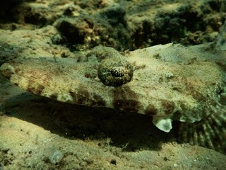 Crocodilefish