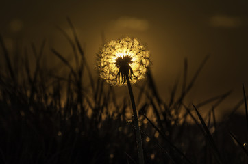 Dandelion sunrise, 9th May 2016