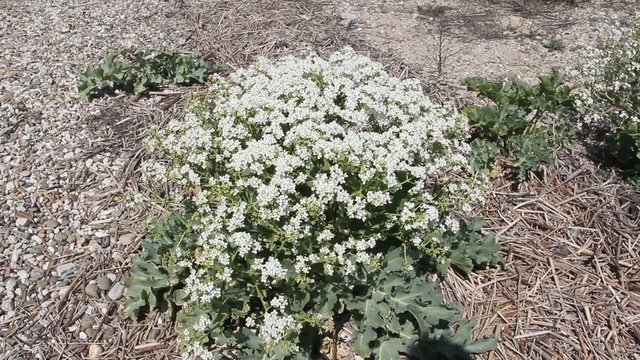 A clump of Crambe maritima, more commonly known as sea kale